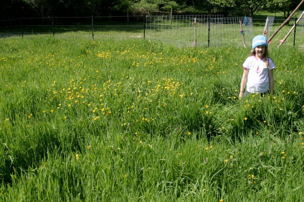 Rotational mobgrazing elimintes buttercup The Cultured Home
