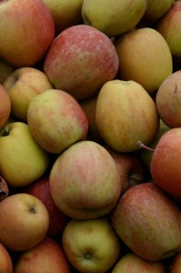 Tree-picked, organic apples were gleaned fresh from the orchard