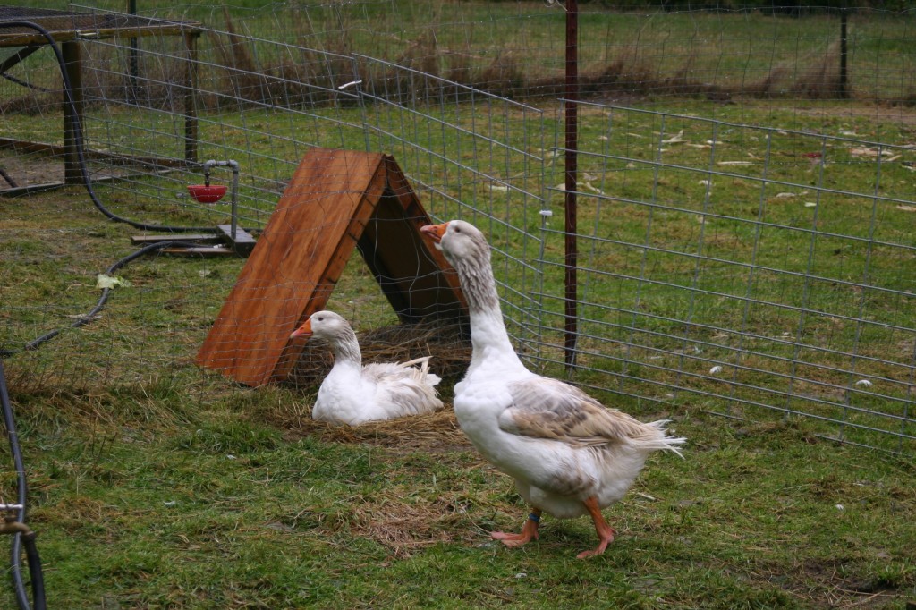Goose Laying an Egg The Cultured Home