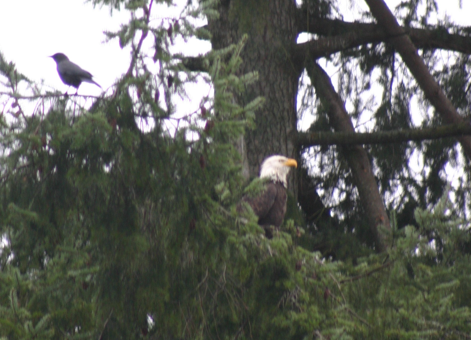 Eagles Love To Eat Ducks The Cultured Home