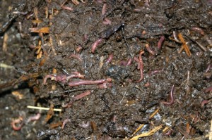 RedWormsCompost